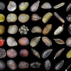 Forty kinds of seed under a microscope